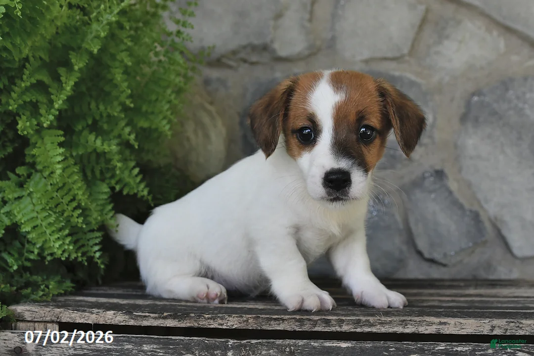 Jack Russell Terrier dogs for sale: Miles - Ad 1