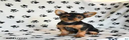 Yorkshire Terrier dogs for sale: Pixie - Ad 5