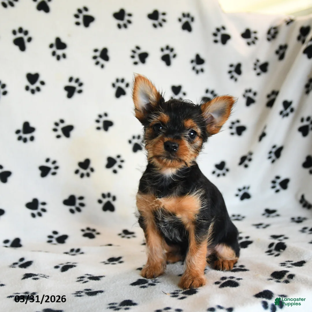 Yorkshire Terrier dogs for sale: Pixie - Ad 5