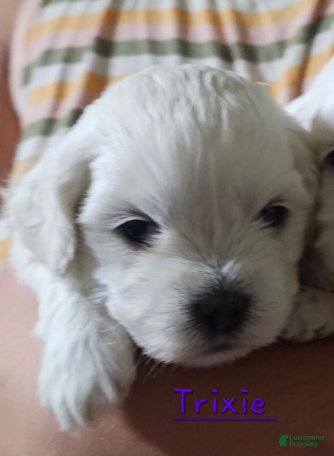 Malshi dogs Trixie - Ad 10