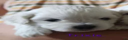 Malshi dogs for sale: Trixie - Ad 1