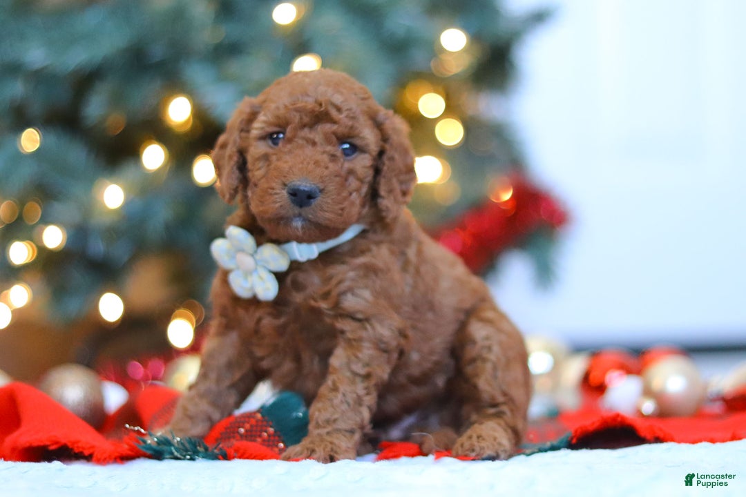 Mixed Breed dogs for sale: Gordon – Male (M7928) - Ad 2