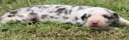 Great Dane dogs for sale: Great Dane 2 - Ad 6