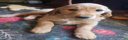 Golden Retriever dogs for sale: Hazel - Ad 3