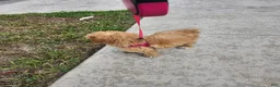 Goldendoodle dogs for sale: Goldendoodle Puppy 1 - Ad 3