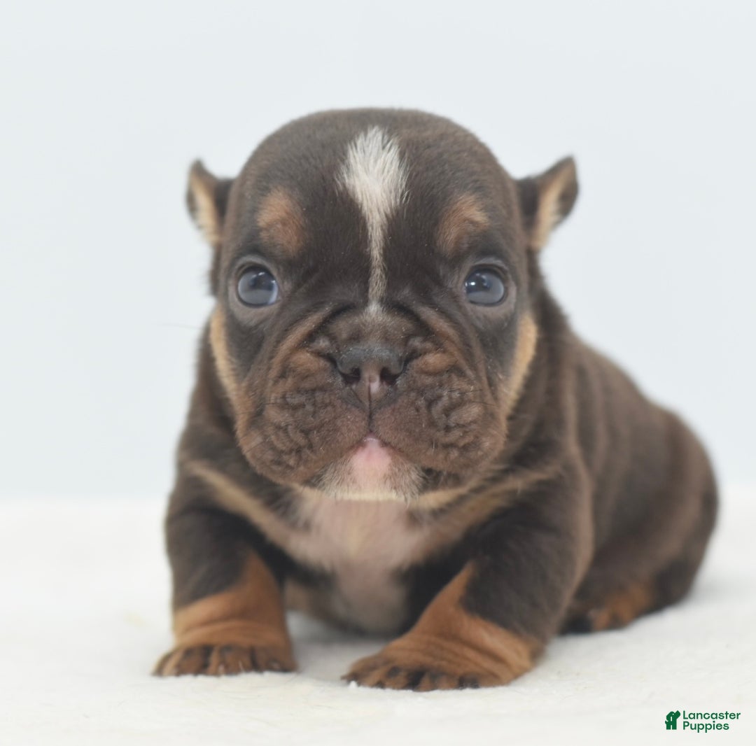 Mixed Breed dogs for sale: Kong micro bully hybrid  - Ad 2