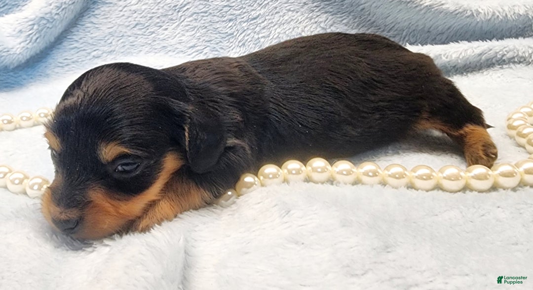 Miniature Dachshund dogs for sale: Cooper long hair  - Ad 2