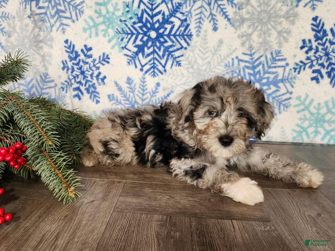 Mini Bernedoodle dogs for sale: Angel - Ad 19