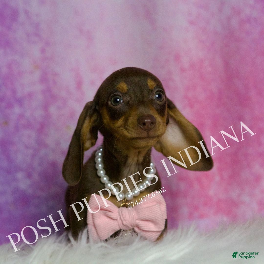 Miniature Dachshund dogs for sale: Godiva - Ad 3