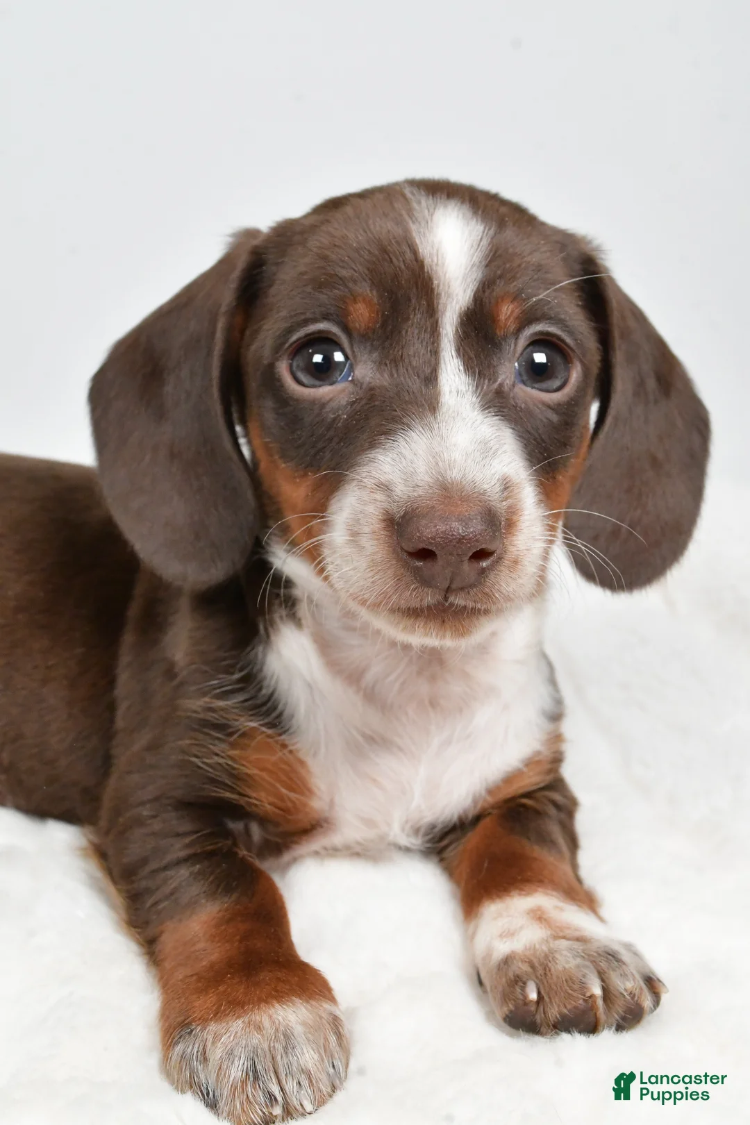 Dachshund dogs for sale: Theo - Ad 9