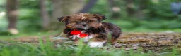 Shorkie dogs for sale: Frisky - Ad 1