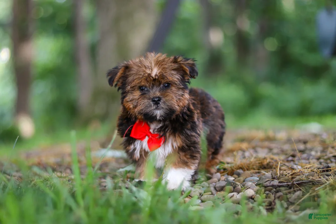 Shorkie dogs for sale: Frisky - Ad 1