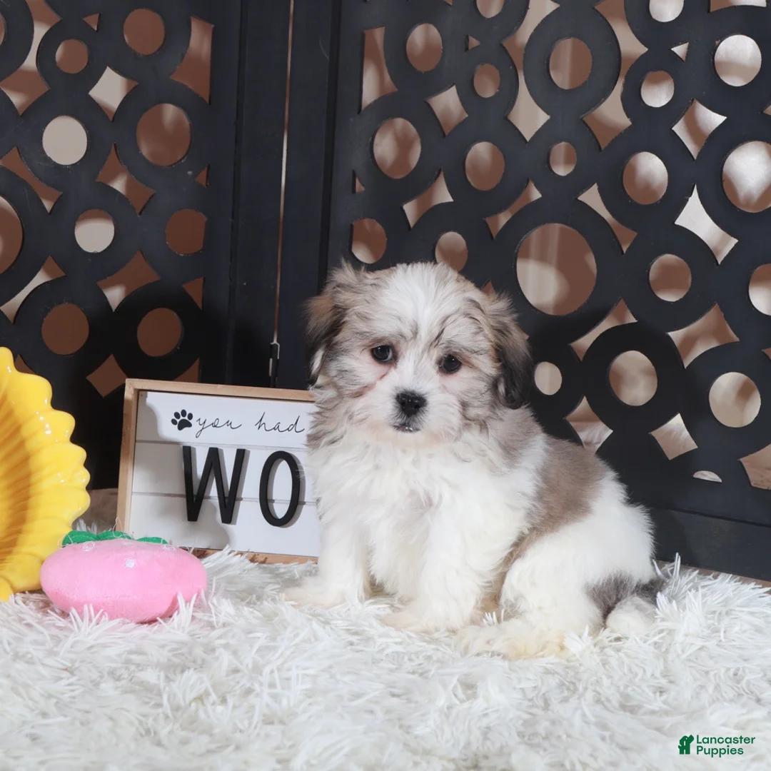 Teddy Bear dogs for sale: Brandy Precious Little Teddy Bear Puppy - Ad 1