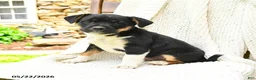 Mixed Breed dogs for sale: Jackson - Ad 3