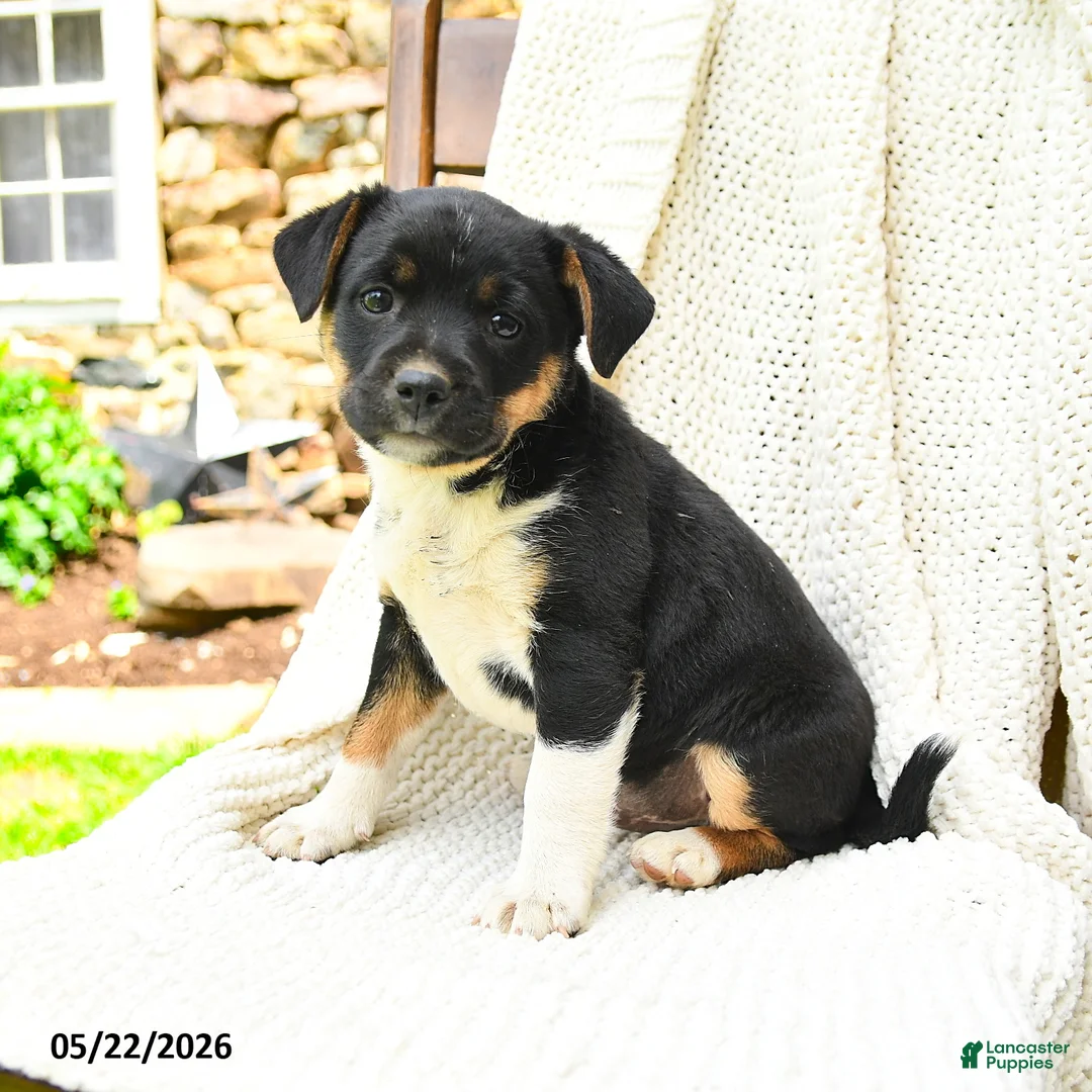 Mixed Breed dogs for sale: Jackson - Ad 3