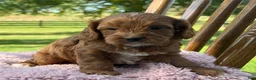 Cavapoo dogs for sale: Rory - Ad 2