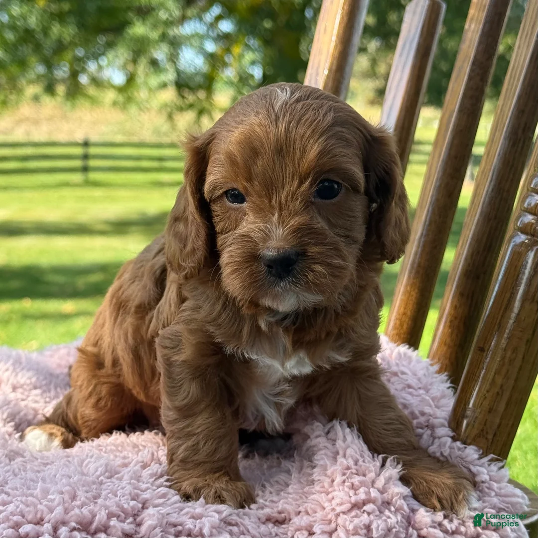Cavapoo dogs for sale: Rory - Ad 2