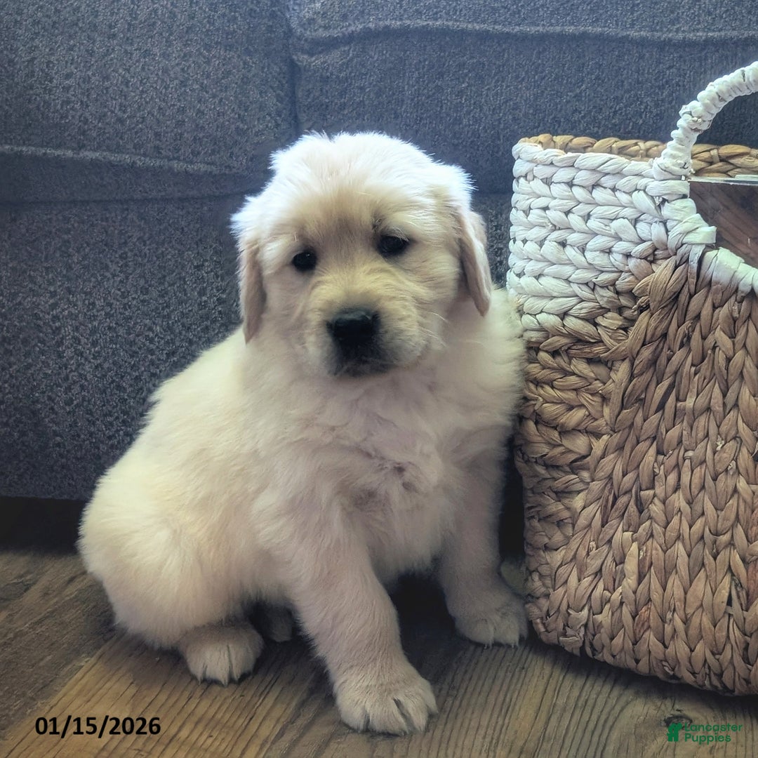 Golden Retriever dogs for sale: Theo - Ad 1