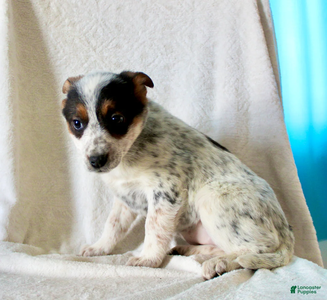 Australian Cattle Dog dogs for sale: Ronda - Ad 4