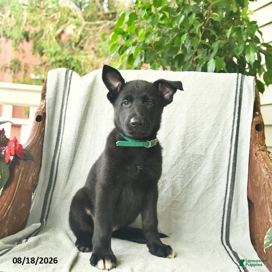 German Shepherd dogs Giselle  - Ad 1