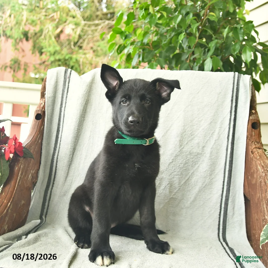 German Shepherd dogs for sale: Giselle  - Ad 1