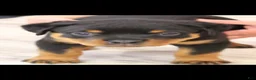 Rottweiler dogs for sale: Rottweiler 1 - Ad 4