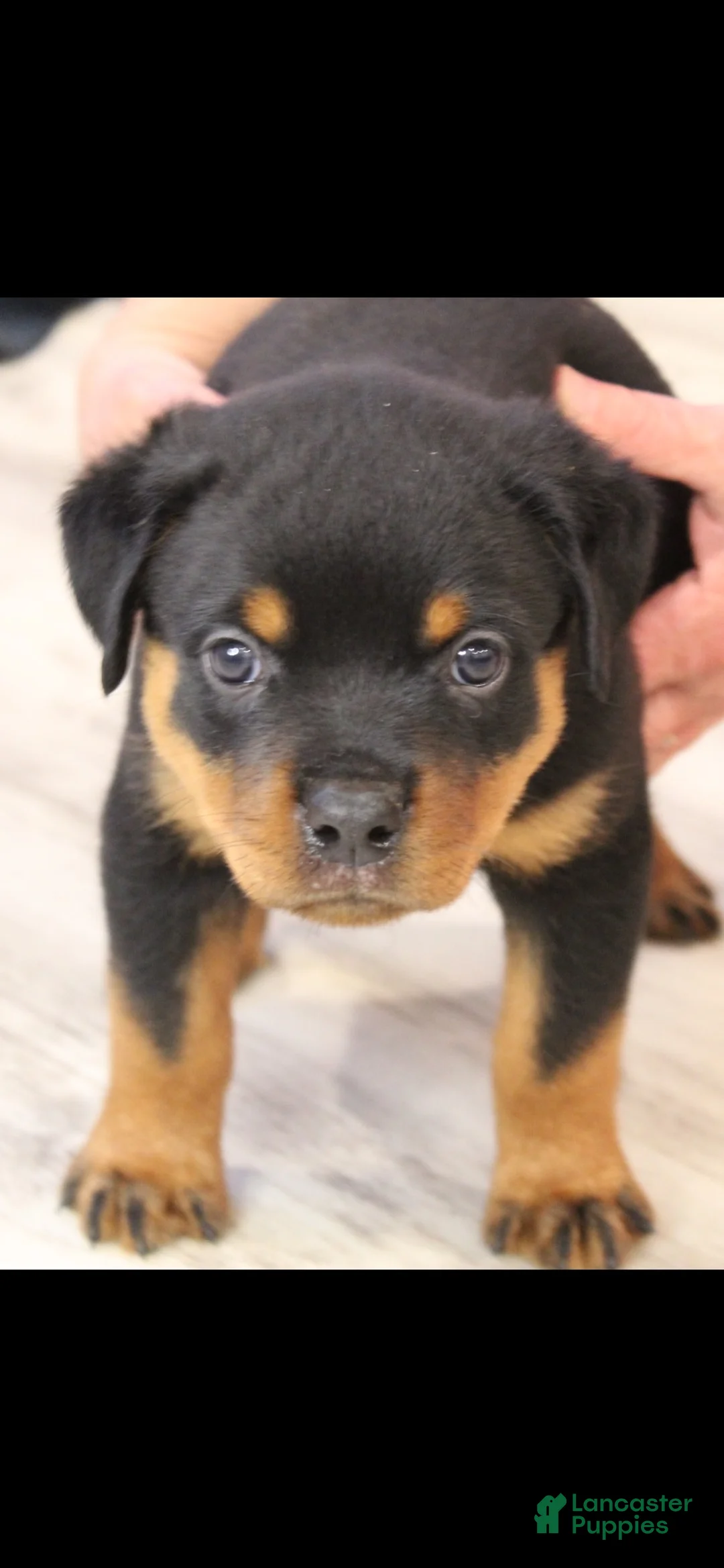 Rottweiler dogs for sale: Rottweiler 1 - Ad 4