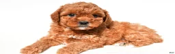 Miniature Poodle dogs for sale: Bella - Ad 4