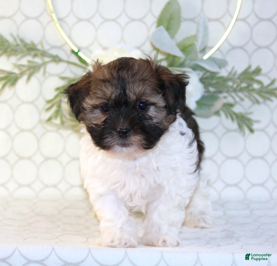 Shihpoo dogs for sale: Remmy - Ad 1
