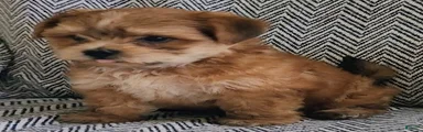 Peanut