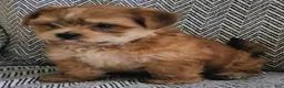 Shorkie dogs for sale: Peanut - Ad 1