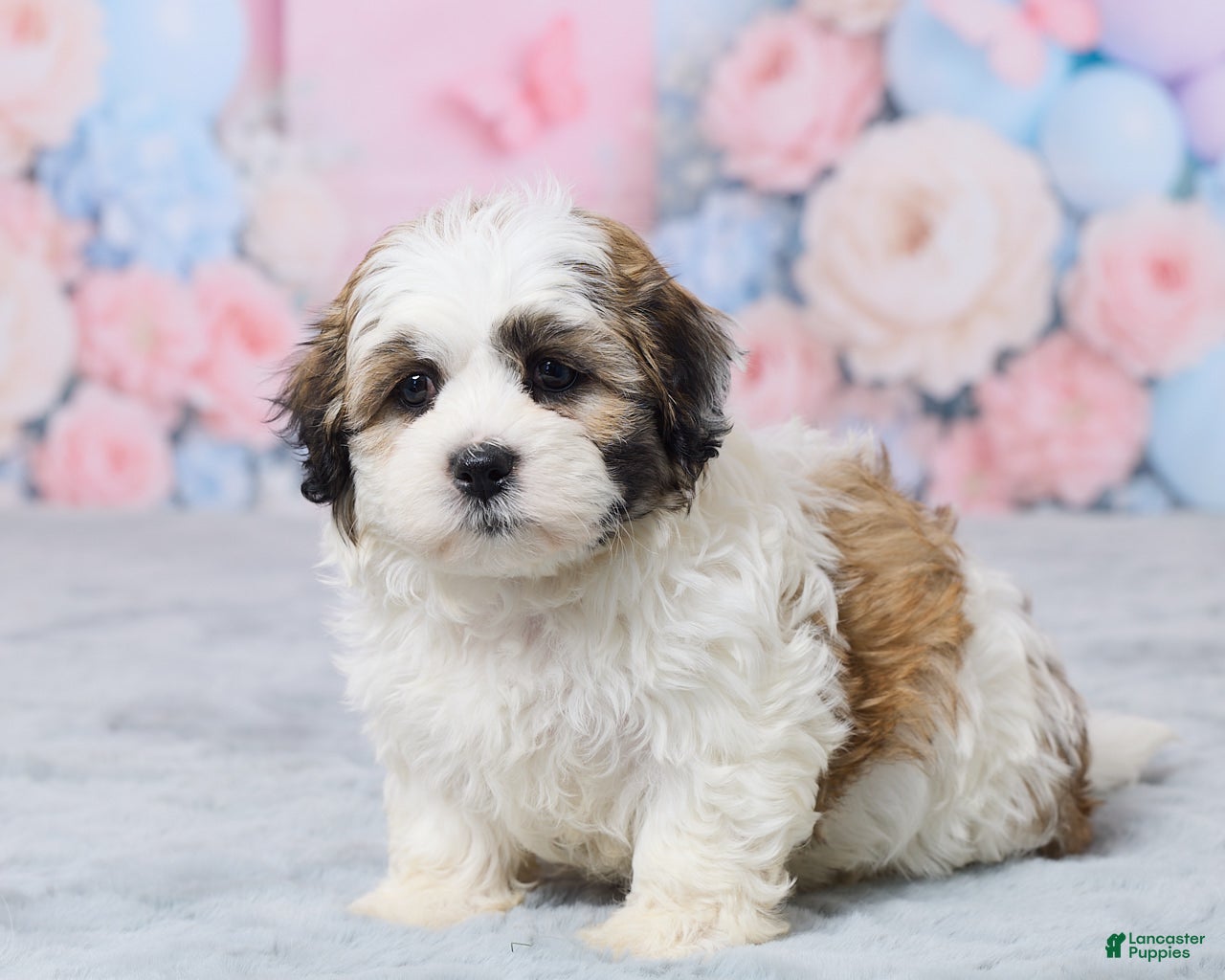 Teddy Bear dogs for sale: Mindy - Ad 2