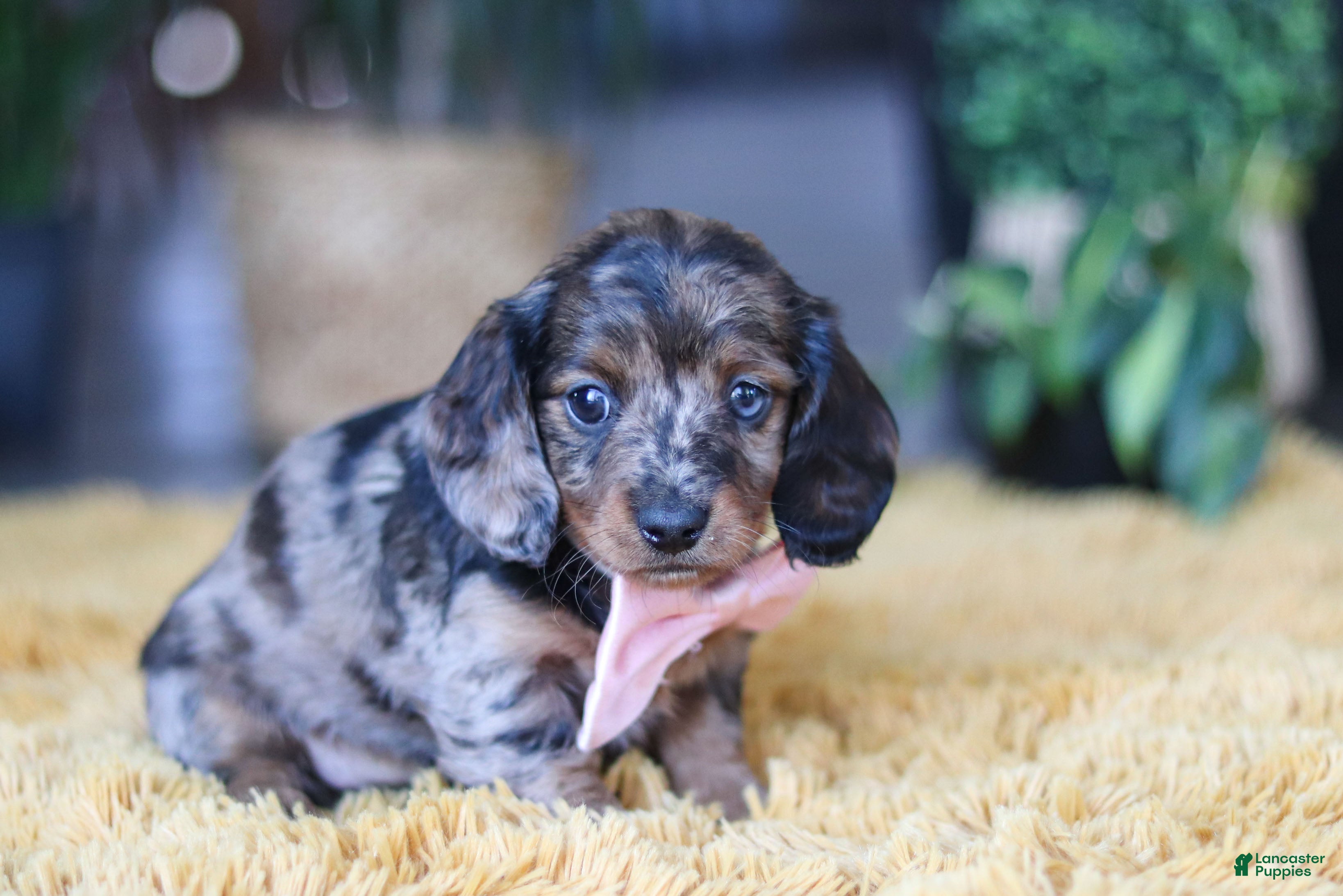 Miniature Dachshund dogs Strudel - Ad 4