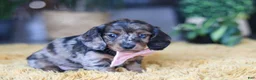 Miniature Dachshund dogs for sale: Strudel - Ad 1