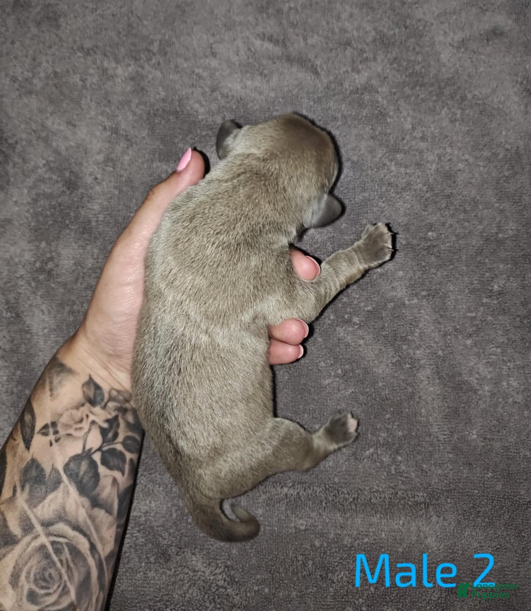 Cane Corso dogs for sale: Cane Corso Puppy 3 - Navy - Ad 5
