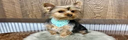 Yorkshire Terrier dogs for sale: Koby - Ad 4