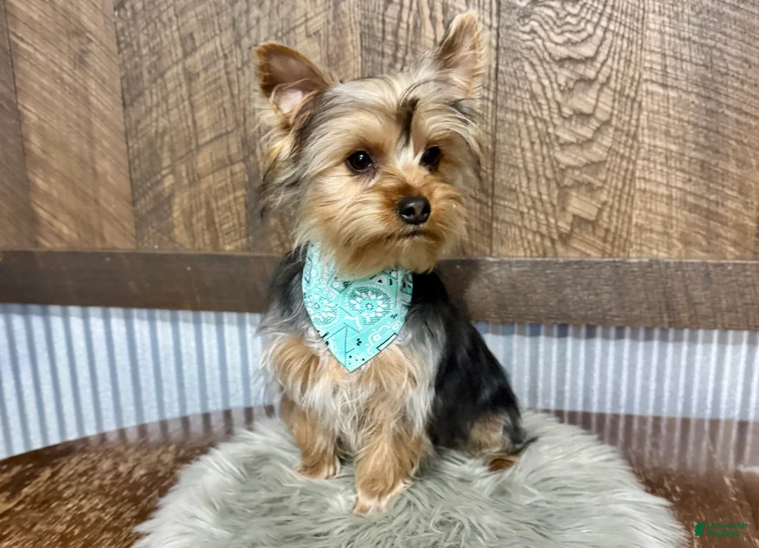 Yorkshire Terrier dogs for sale: Koby - Ad 4