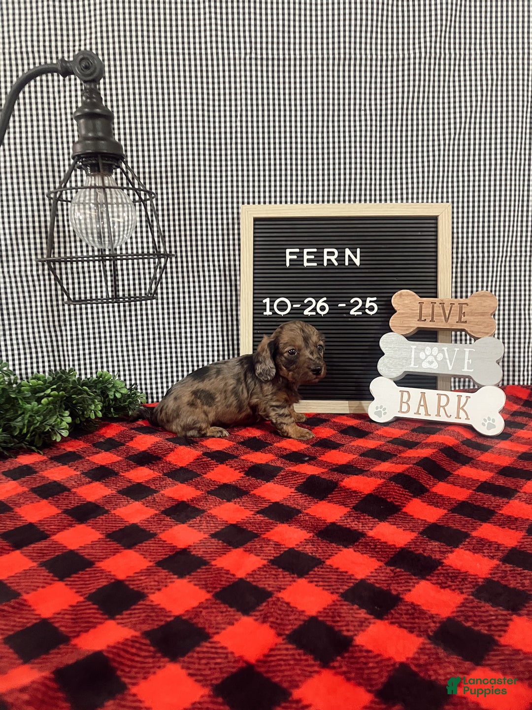 Dachshund dogs for sale: Fern - Ad 2