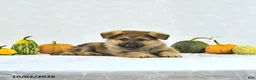 German Shepherd dogs for sale: Moose - Ad 3