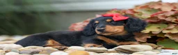 Miniature Dachshund dogs for sale: Tucker 🐶 - Ad 11