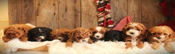 Cavapoo dogs for sale: Trix - Ad 6