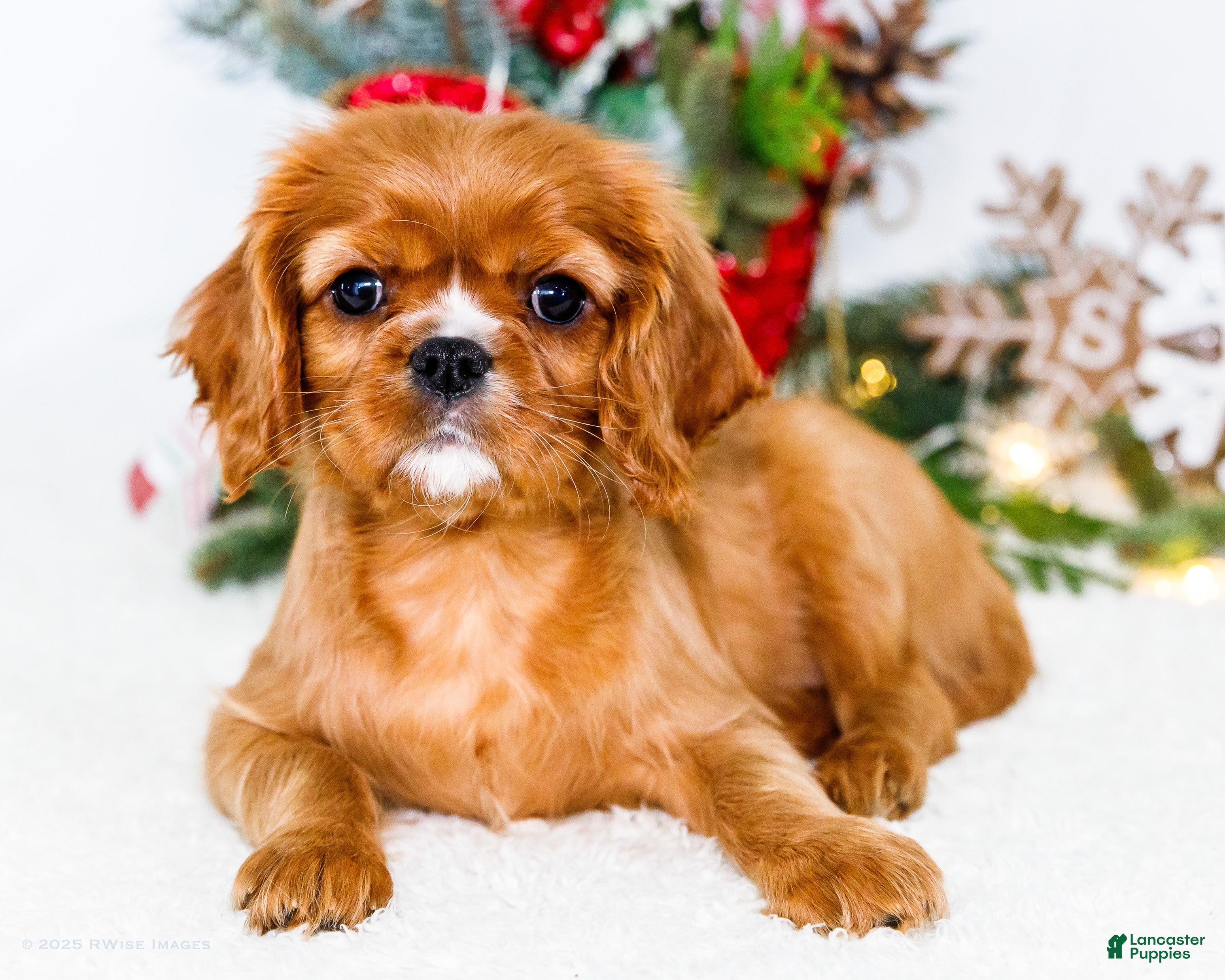 Cavalier King Charles Spaniel dogs Star - Ad 12