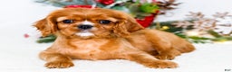 Cavalier King Charles Spaniel dogs for sale: Star - Ad 1