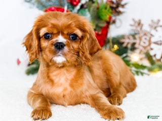 Cavalier King Charles Spaniel dogs Star - Ad 9
