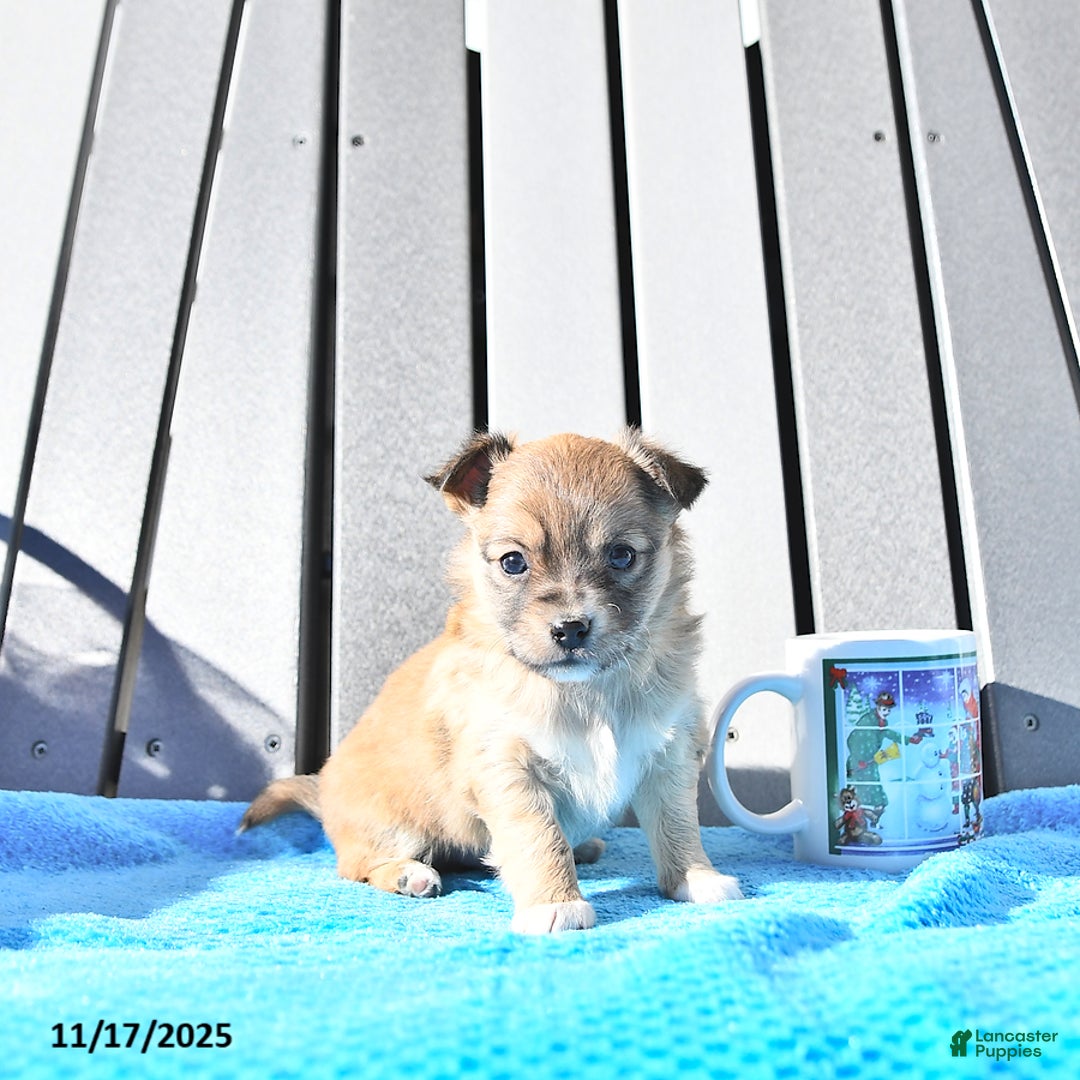 Chihuahua dogs for sale: Mr. Sparky (Long-Haired) - Ad 9