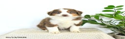 Miniature Australian Shepherd dogs for sale: Max - Ad 2