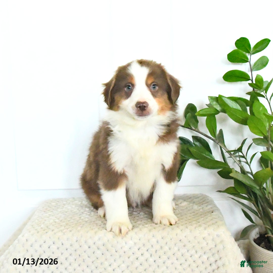 Miniature Australian Shepherd dogs for sale: Max - Ad 2