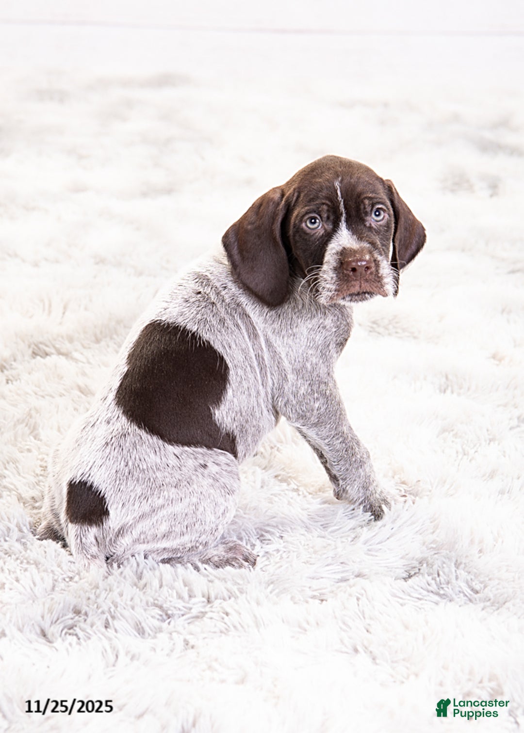 Mixed Breed dogs for sale: Romeo - Ad 3