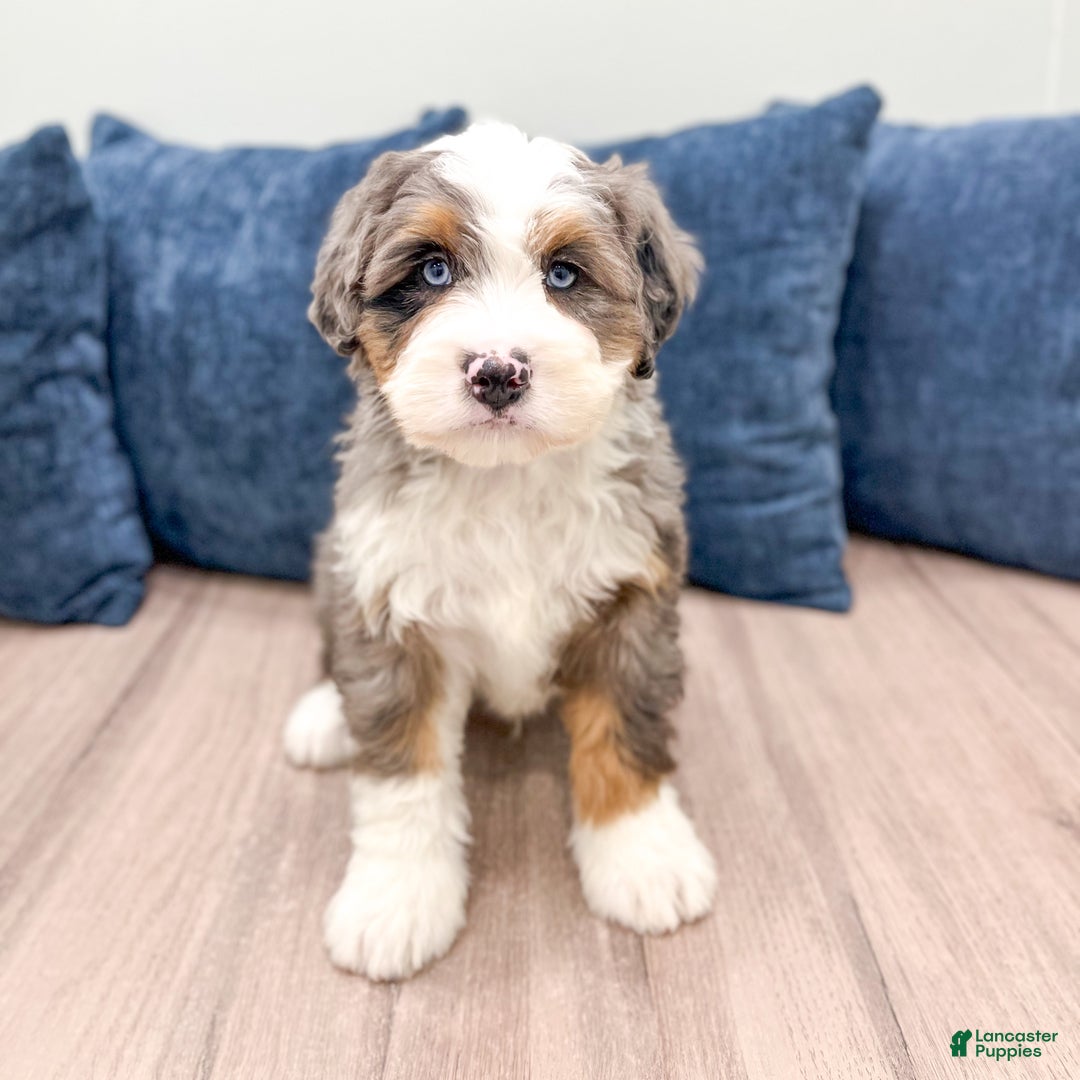 Mini Bernedoodle dogs for sale: Jimmy - Ad 1