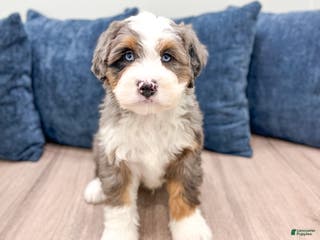 Mini Bernedoodle dogs Jimmy - Ad 9
